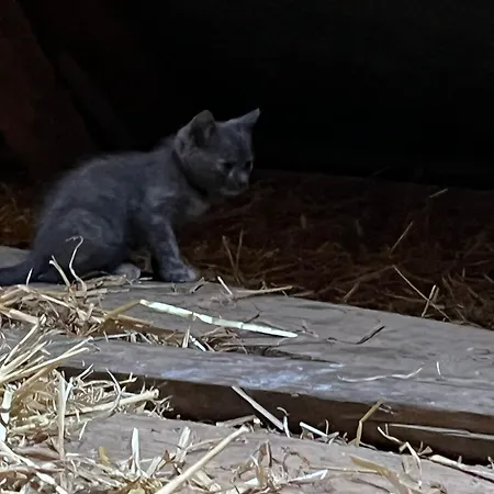 度假居 Reihenhaus Geltinger Bucht *