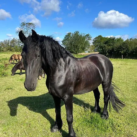 度假居 Reihenhaus Geltinger Bucht